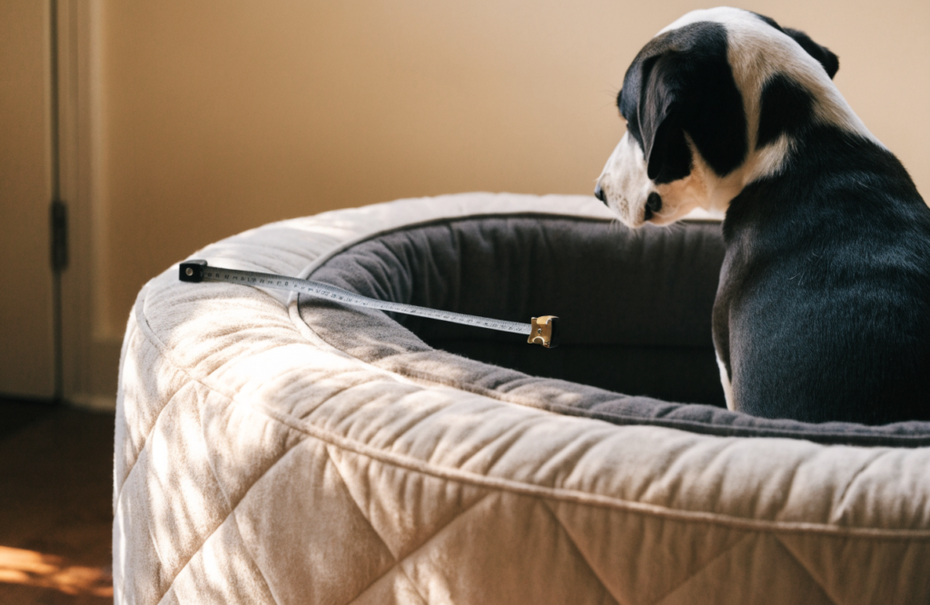 Tape measure across the inner seat of a dog couch bed