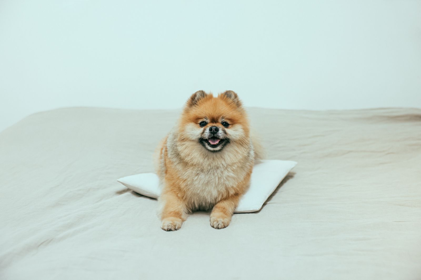 A Pomeranian puppy sitting on a white pillow indoors.