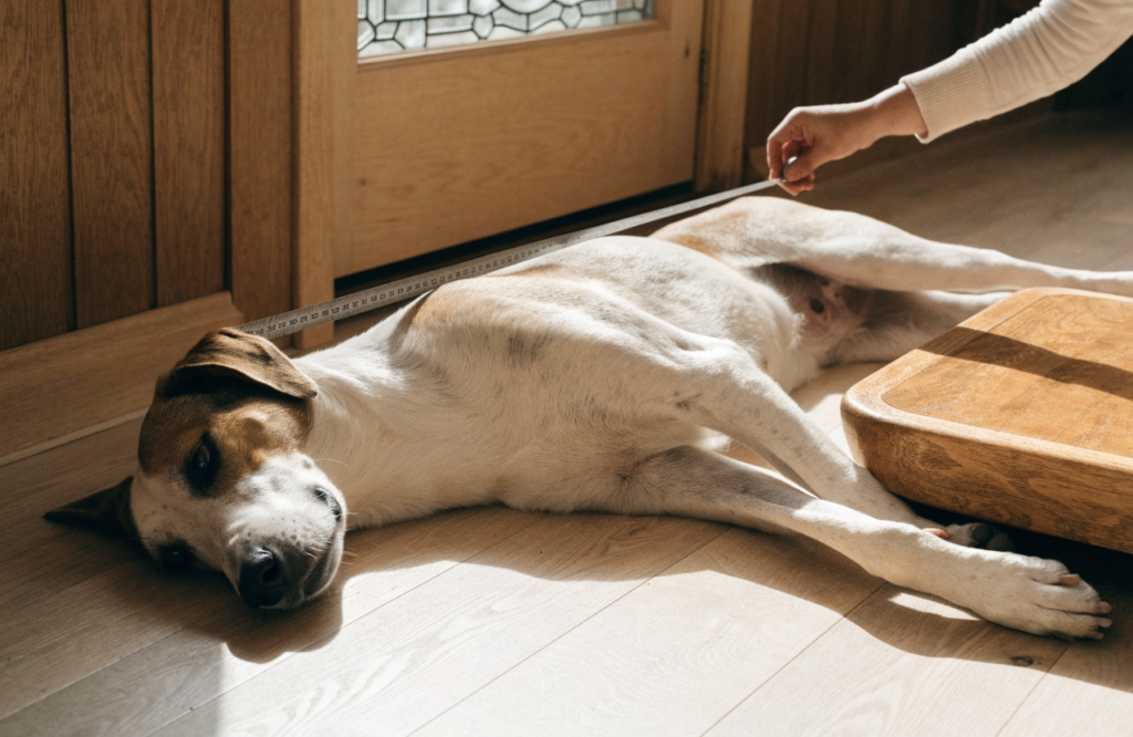Measuring a dog beside a low wooden platform bed