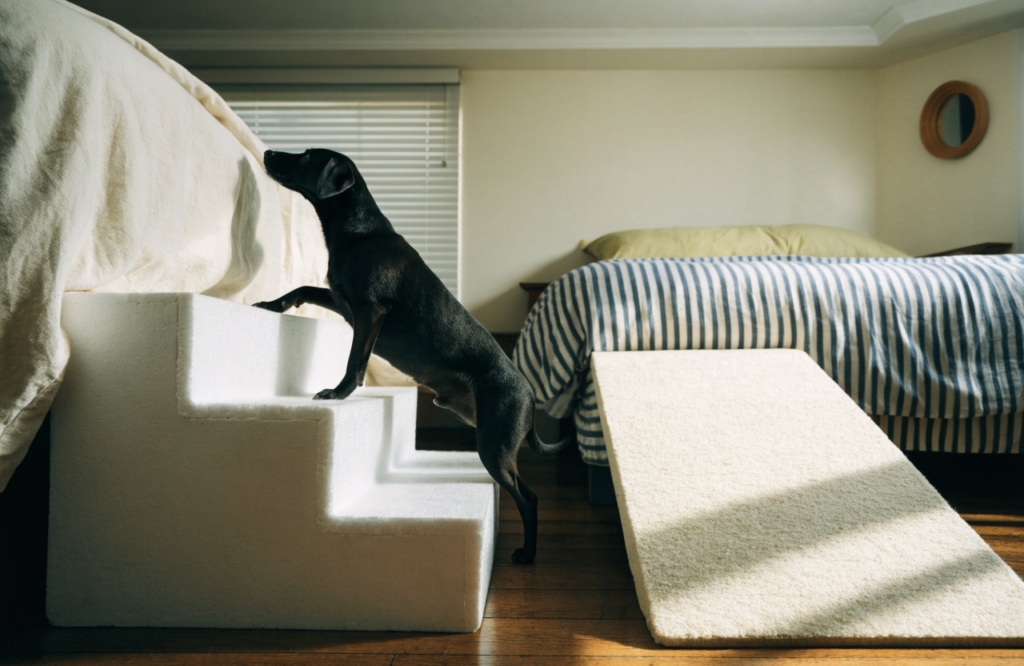 Dog climbing foam stairs beside a bed with a ramp nearby