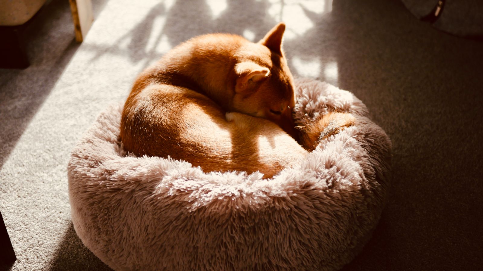 A Shiba Inu sleeping curled up in a fluffy round donut pet bed.
