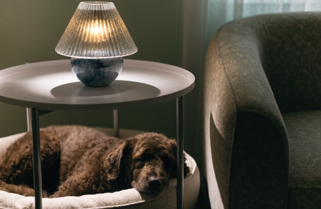 Dog sleeping under an end table beside an armchair