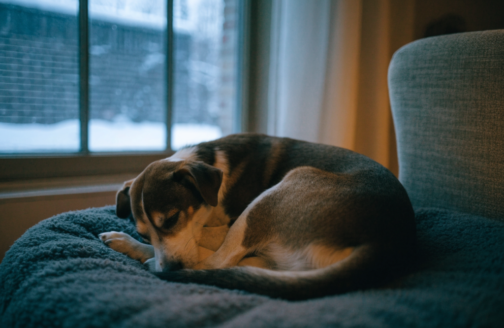 Dog curled on a fleece bed by a snowy window