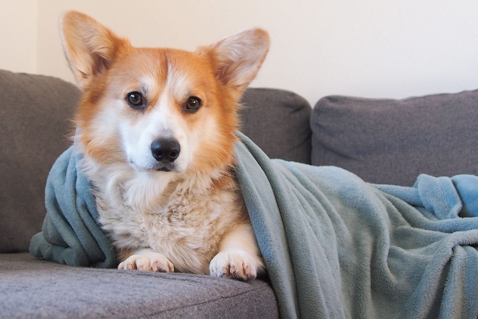 A corgi wrapped in a soft blanket on a sofa.