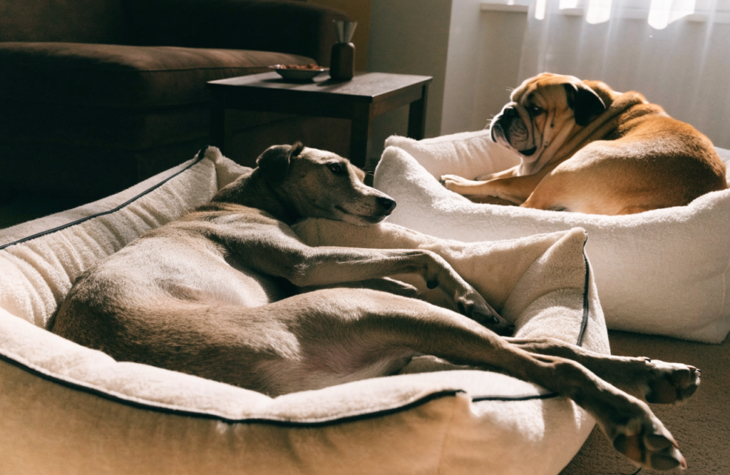 Sighthound and bulldog in fluffy beds of different sizes