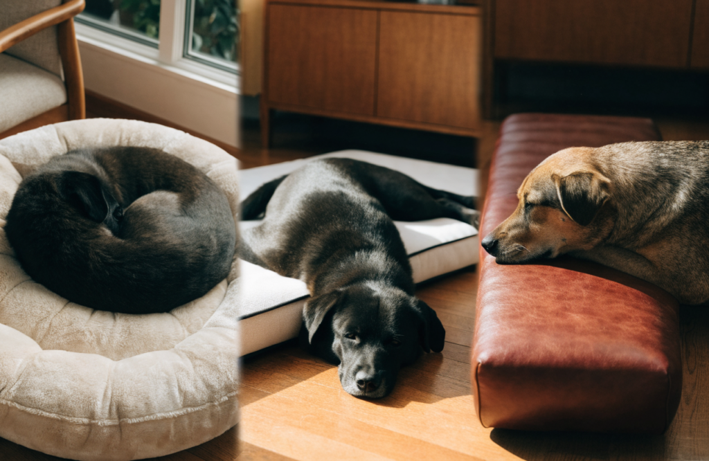 Dogs curled, sprawled and leaning on three different beds