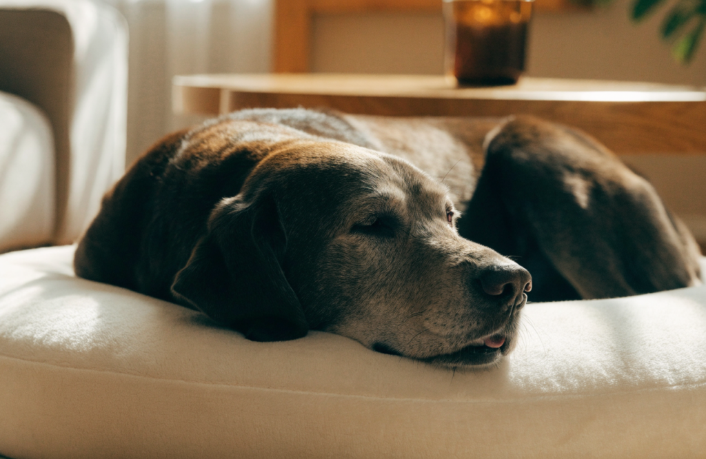 Senior Labrador resting on a thick memory foam dog bed
