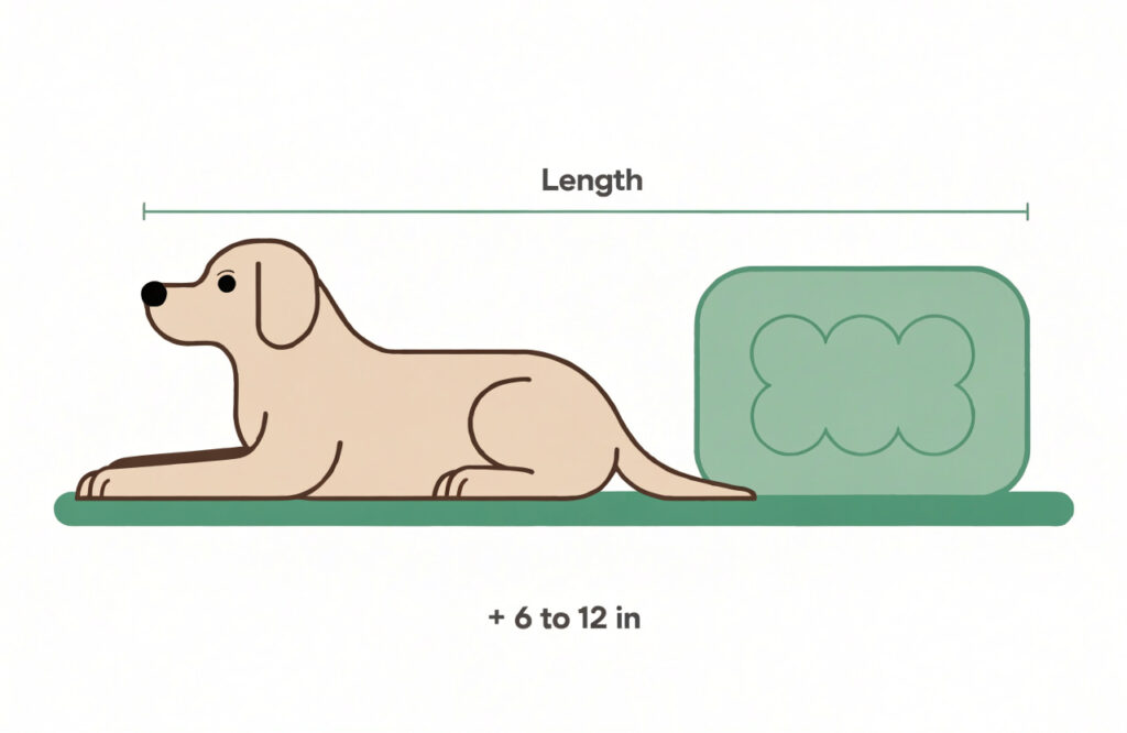 Diagram of measuring a dog lying stretched out to size an orthopedic dog bed