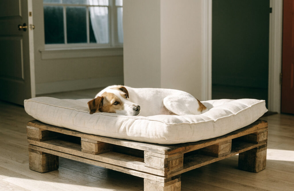 Sanded and stained pallet dog bed on short legs with a thick cushion and a dog lying on it