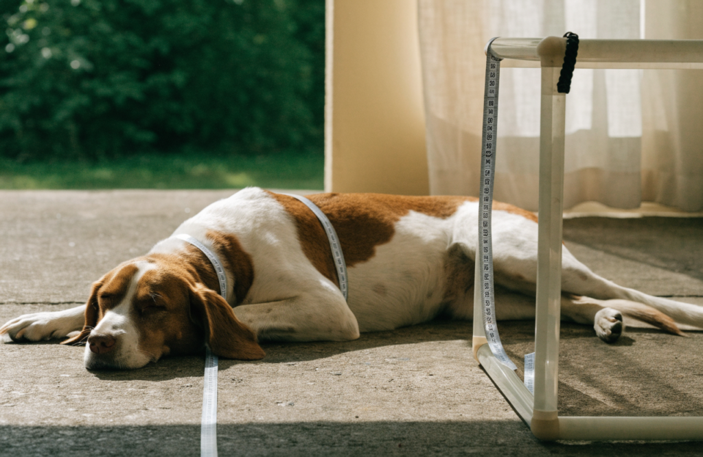 Measuring a dog lying beside a raised PVC frame dog bed