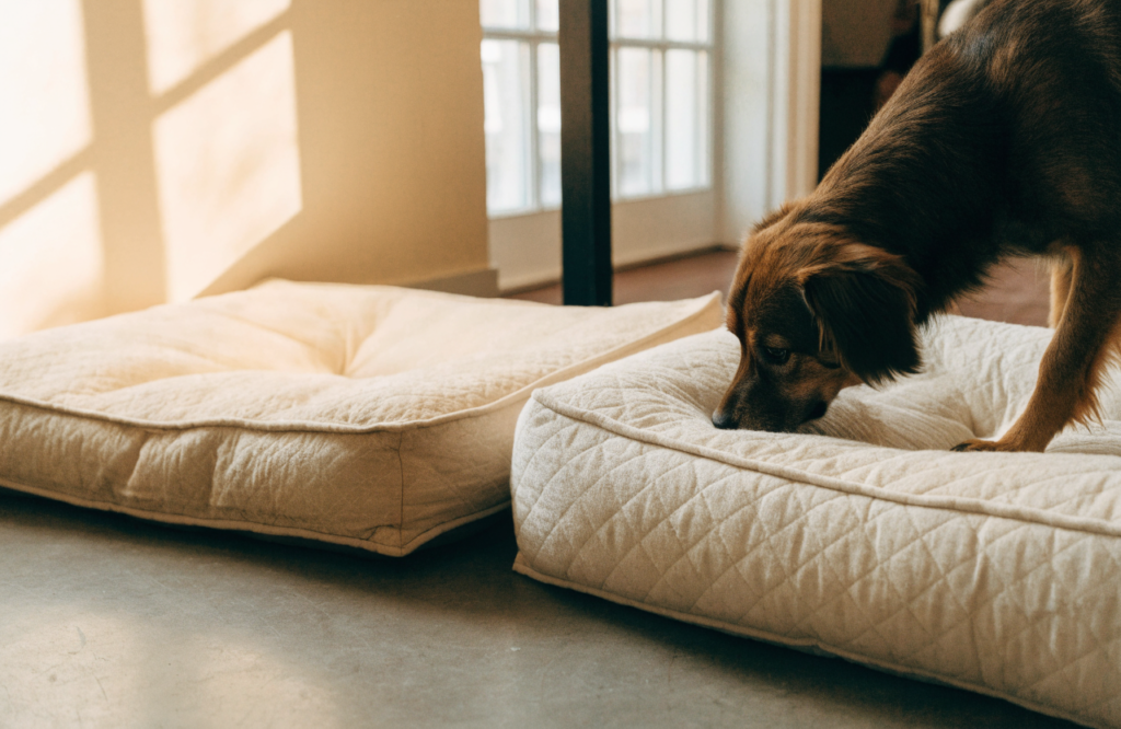 Dog sniffing a plump quilted bed beside a flattened one