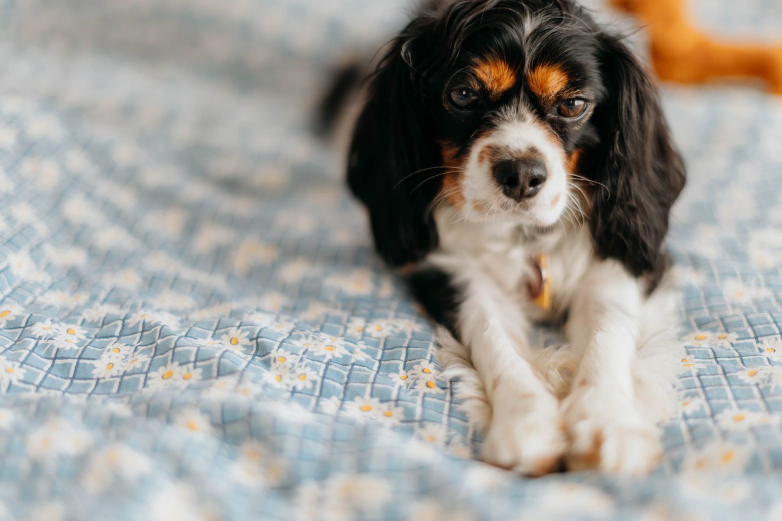 A Cavalier King Charles Spaniel lying on a floral quilt indoors.