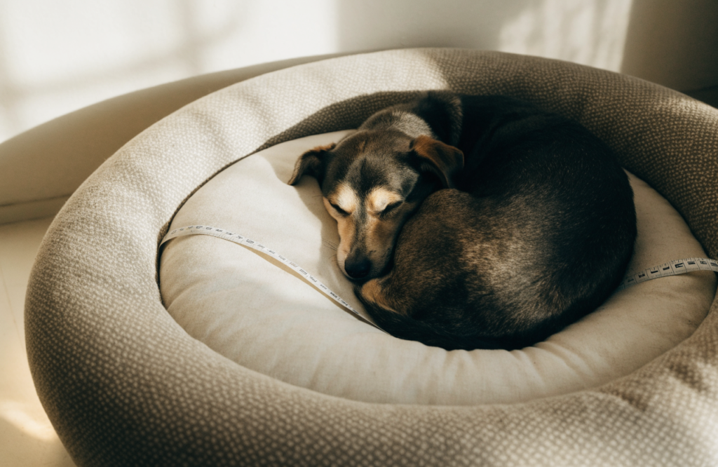 Tape measure across the inner circle of a round dog bed