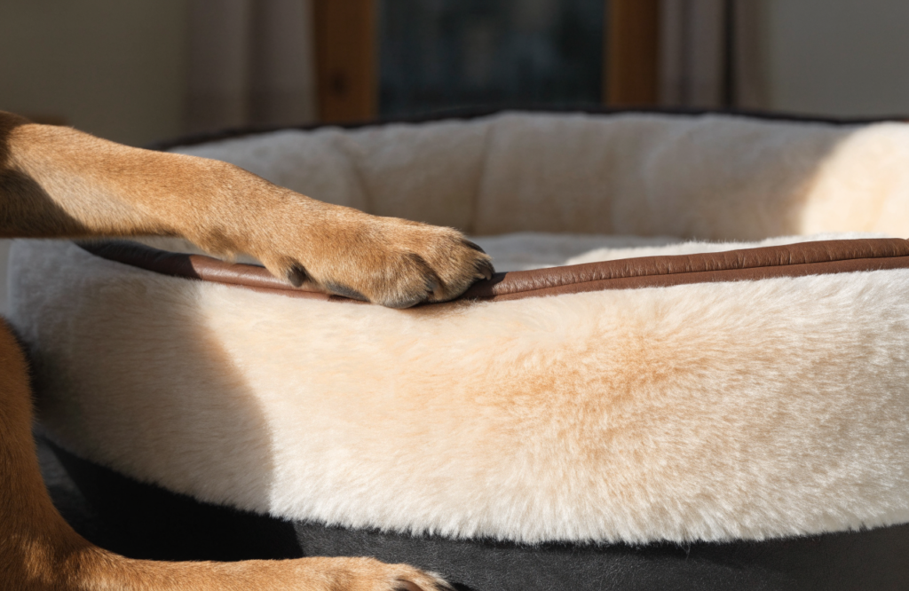 Dog paw on the raised rim of a round faux-fur dog bed