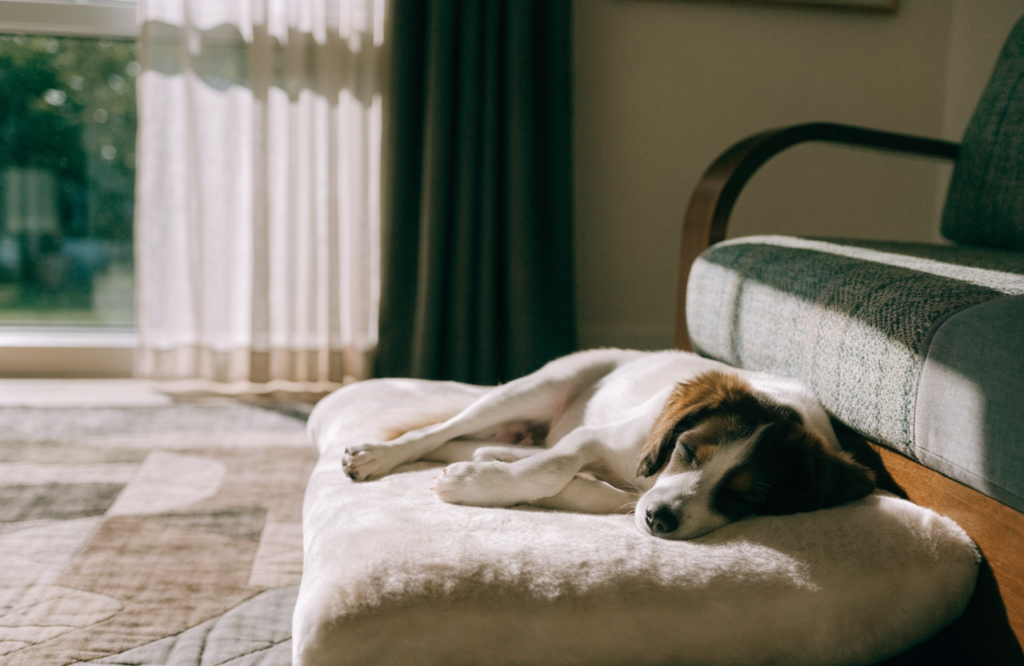 Small dog asleep on a soft plush bed by an armchair