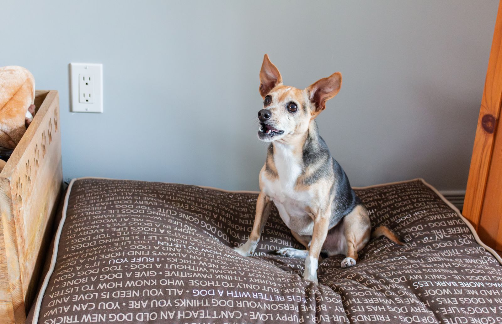 A small Chihuahua mix sitting on a patterned brown pet bed indoors.