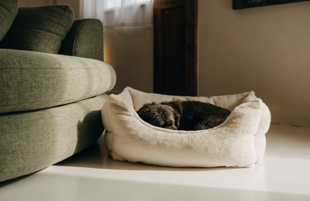 Dog curled in a snuggle bed beside the sofa