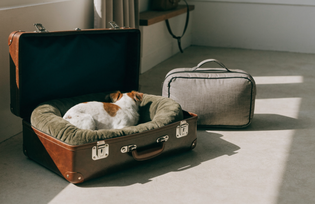 Small dog asleep in a vintage suitcase bed beside a travel bed