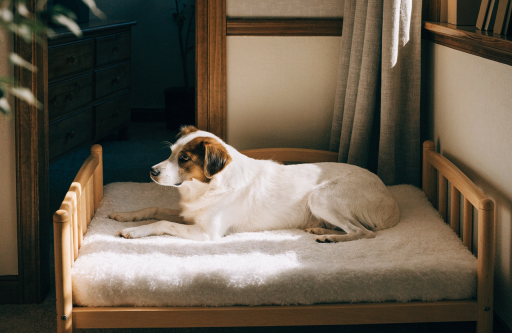 Dog lying on a toddler bed frame used as a dog bed