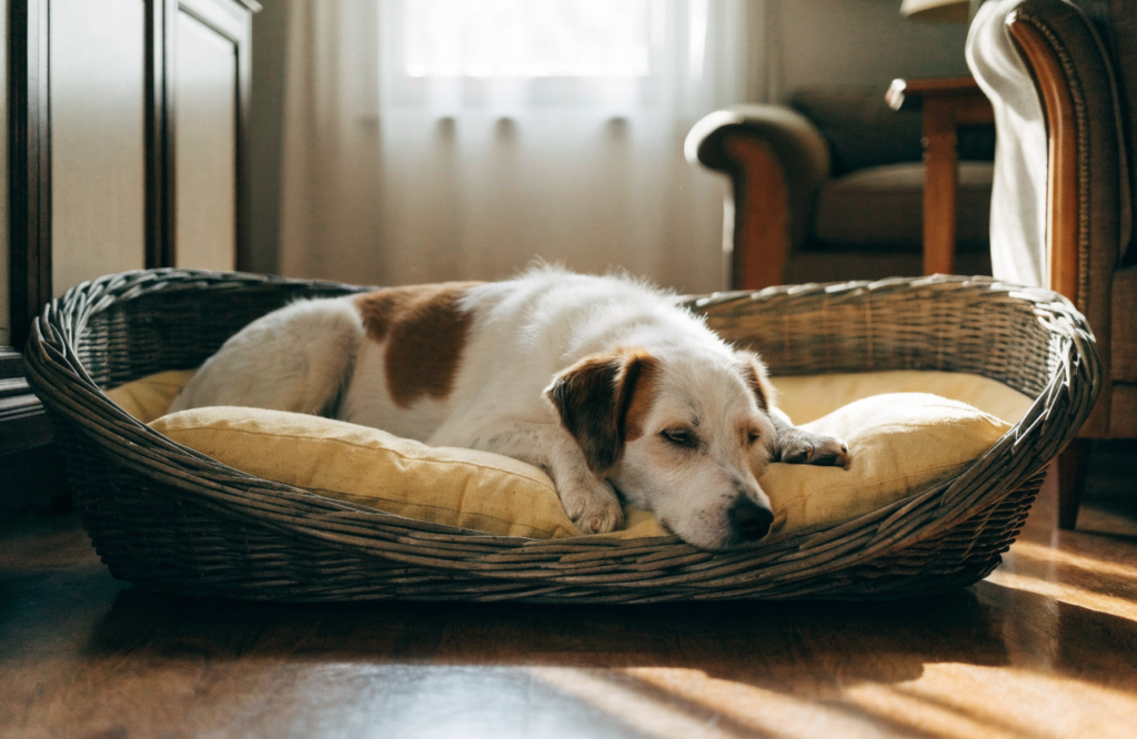 Dog asleep in an oval wicker basket bed with a cushion