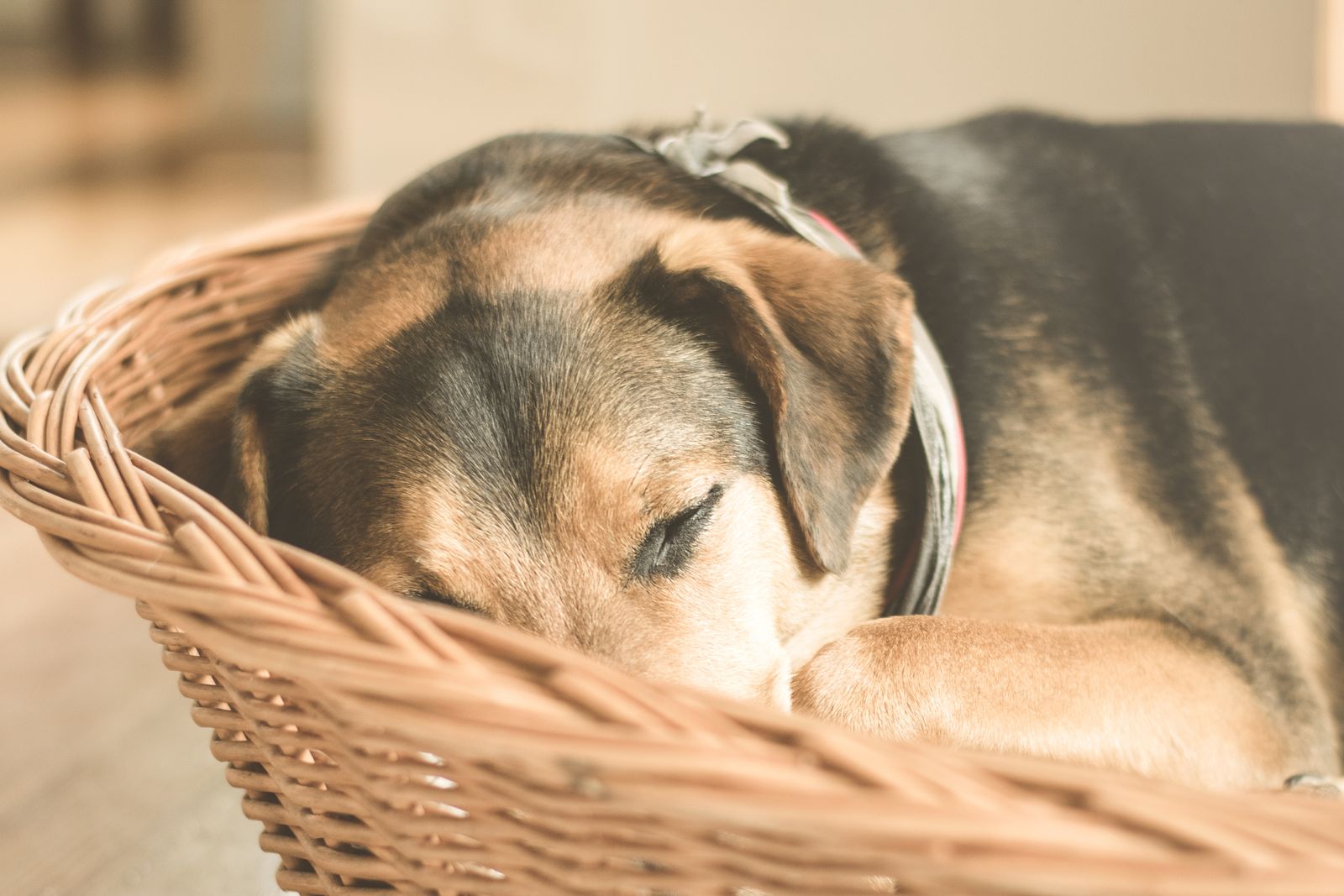 A puppy sleeping in a wicker basket dog bed indoors.