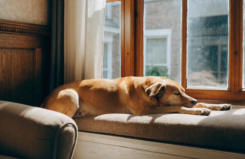 Dog stretched out on a cushioned window seat