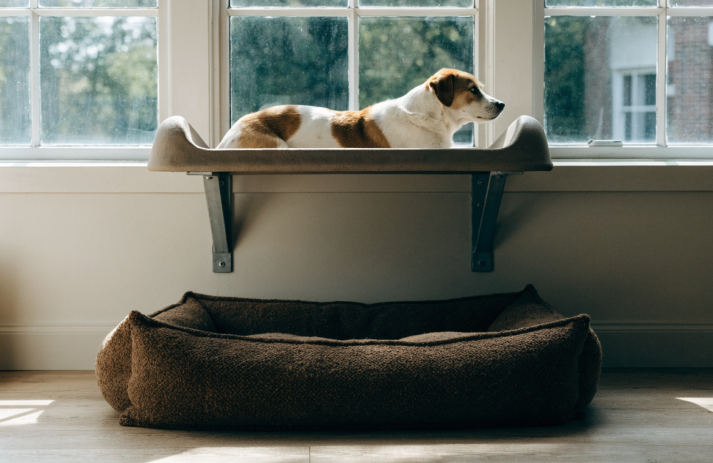 Dog on a bracket-mounted window perch above a floor bed