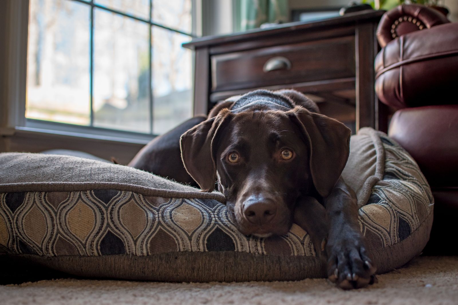 A chocolate Labrador Retriever lounging on a cushion by a window.