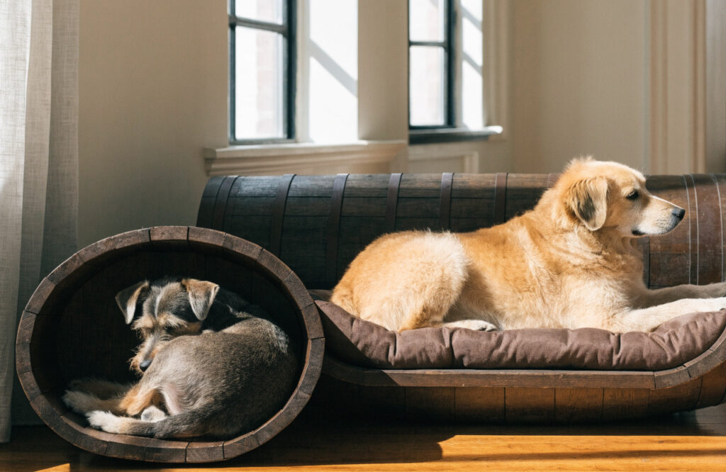 Small dog in a compact barrel bed next to a larger dog stretched out in a wide barrel bed