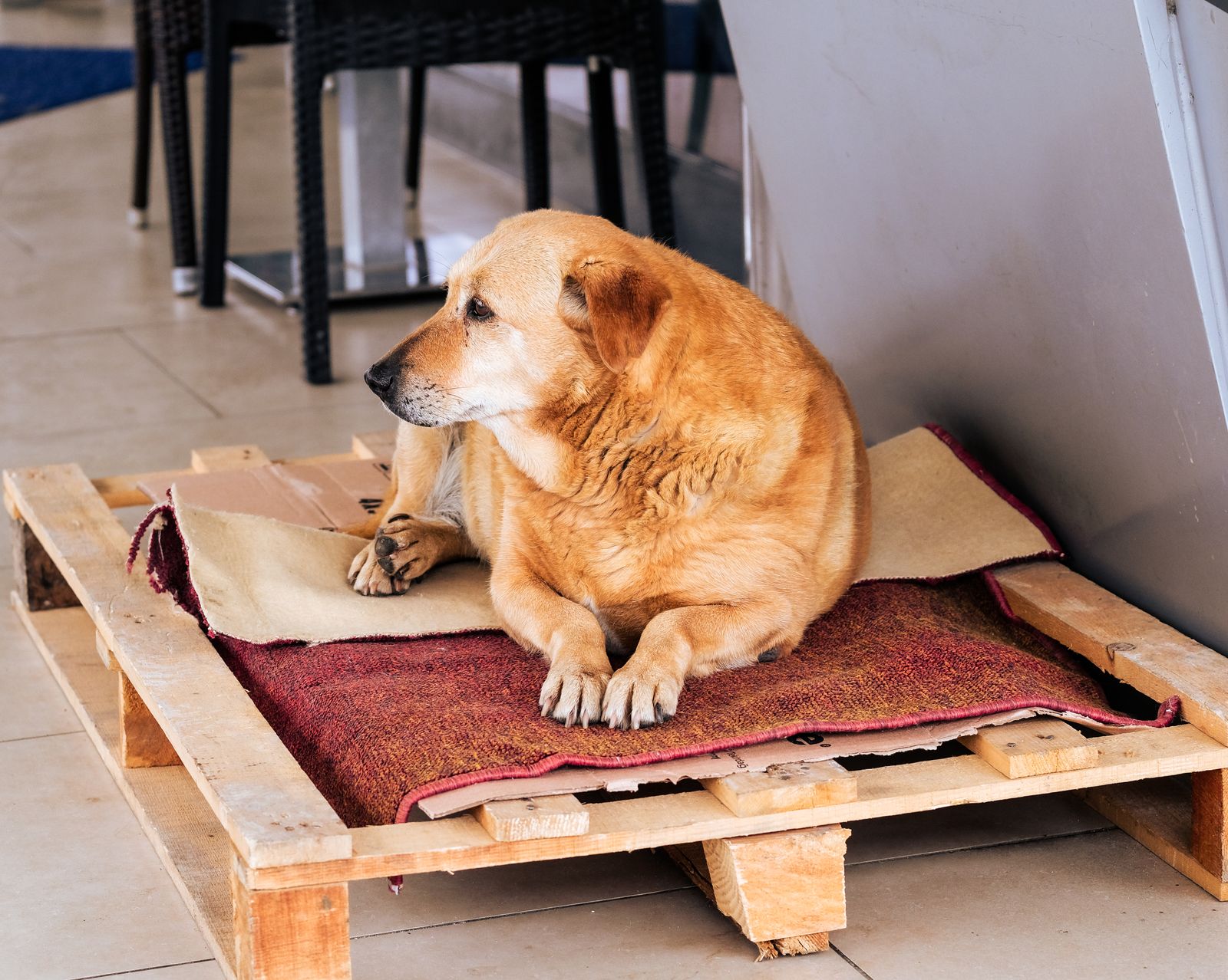 A dog lying on a wooden pallet bed indoors.