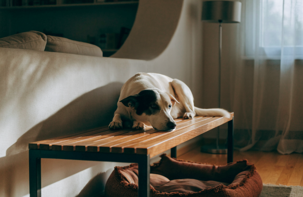 Dog bed under a bench in a quiet living room corner
