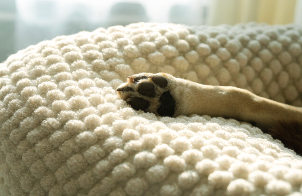 Dog paw resting on looped cream boucle fabric of a dog bed