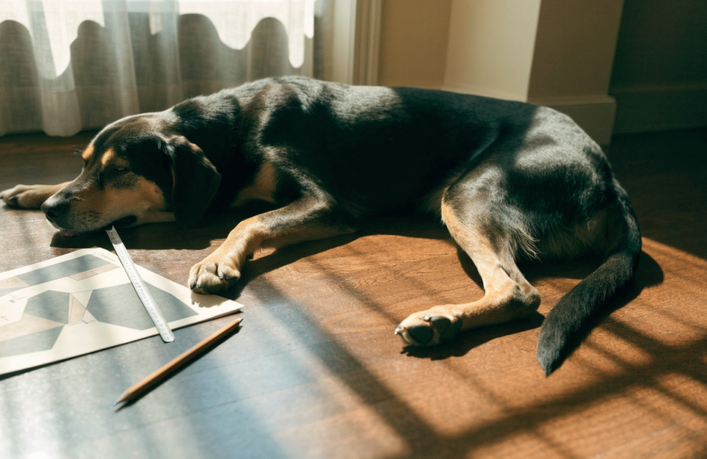 Dog stretched out beside dog bed plans and a ruler