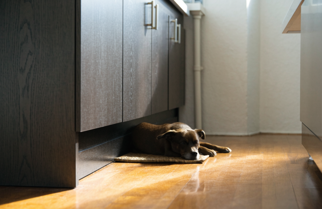 Dog on a small mat in front of a kitchen cabinet toe kick