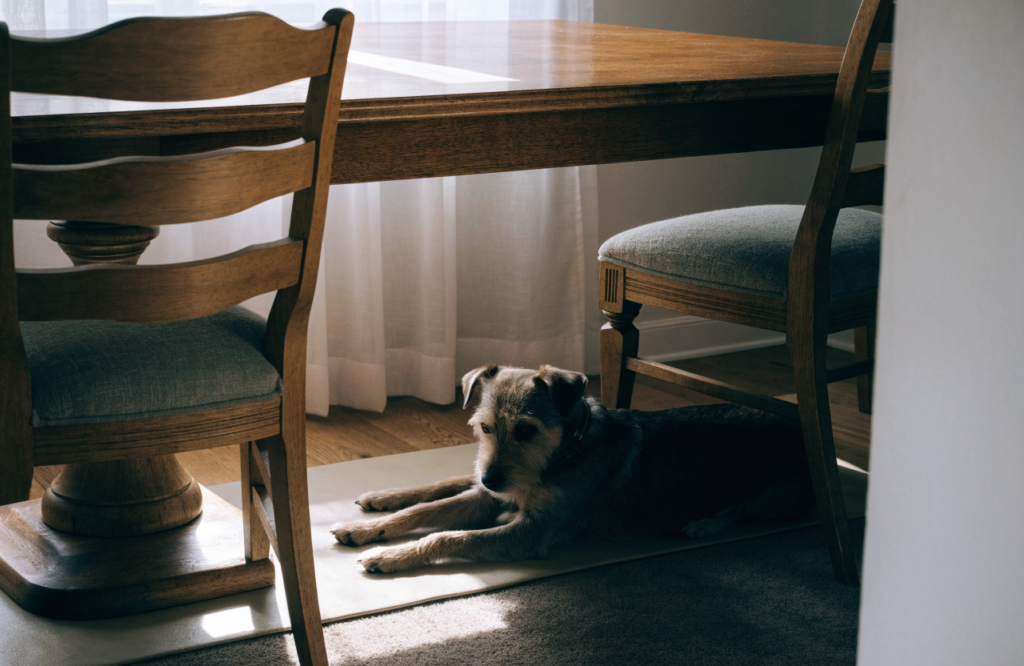 Dog lying on a low pad under a dining table