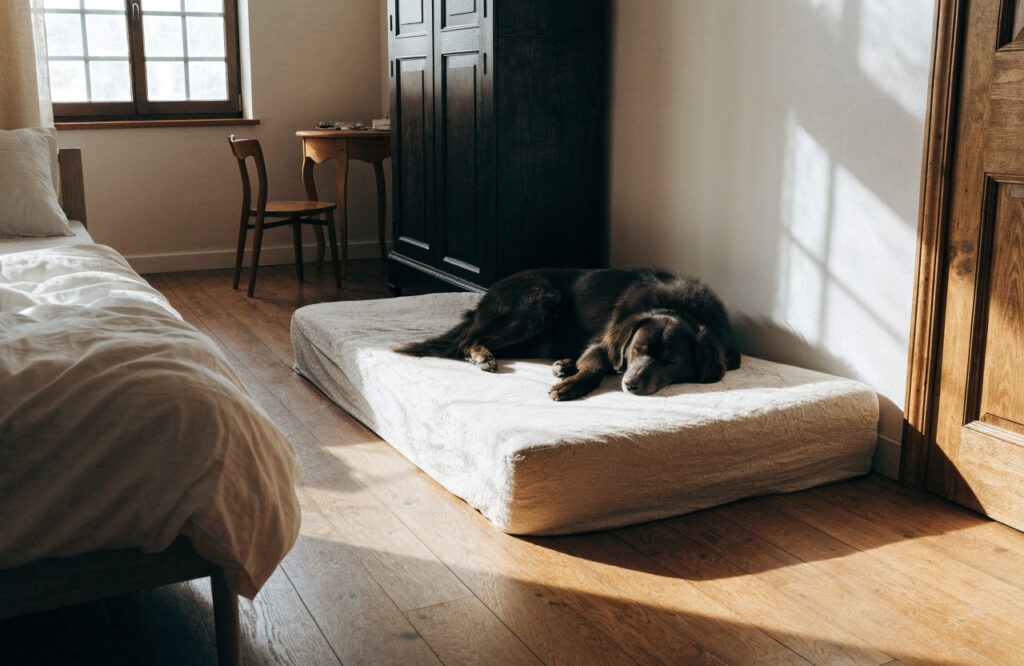 Large dog sleeping on a covered twin mattress in a bedroom corner