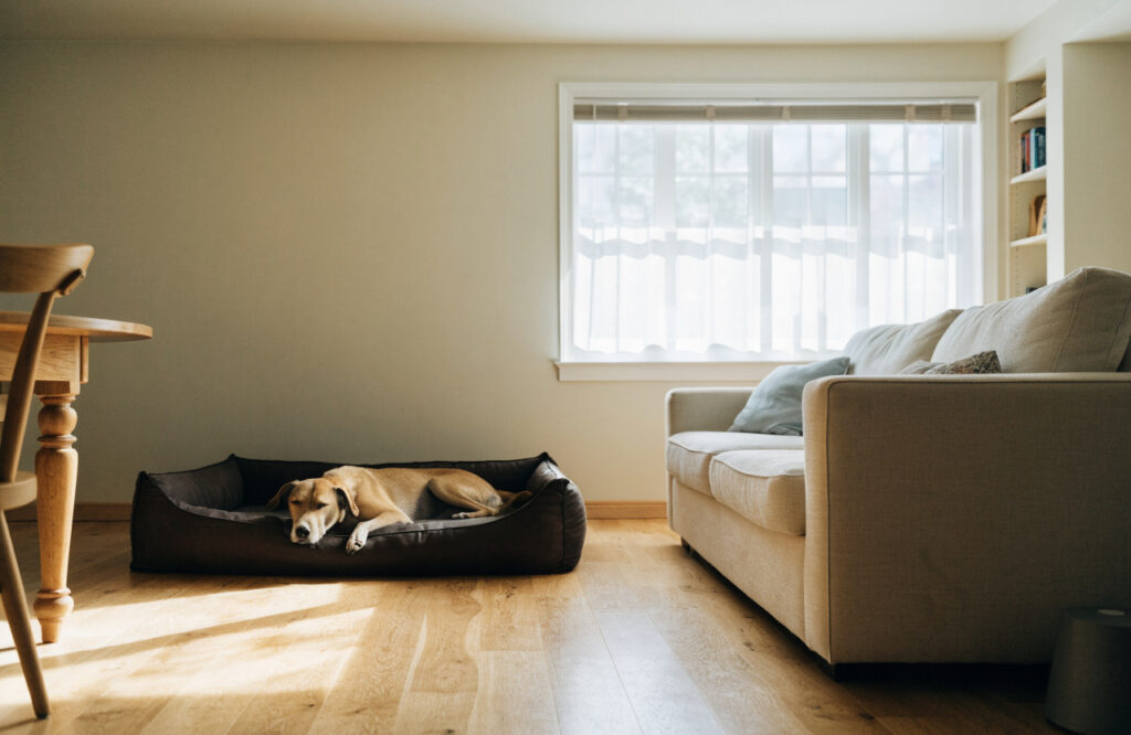 Medium dog lying on a covered twin mattress bed beside a living room sofa