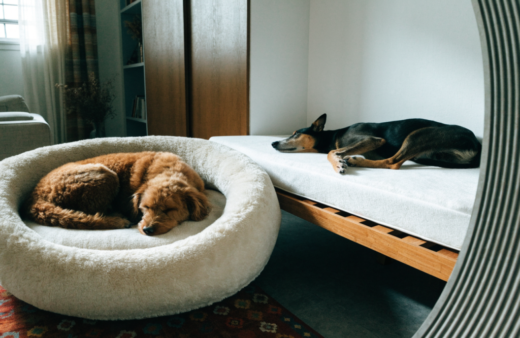 Curled dog in a donut bed and a stretched dog on a flat bed