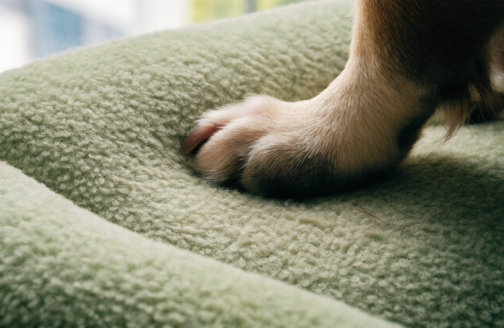 Dog paw on the short pile of a sage velvet dog bed