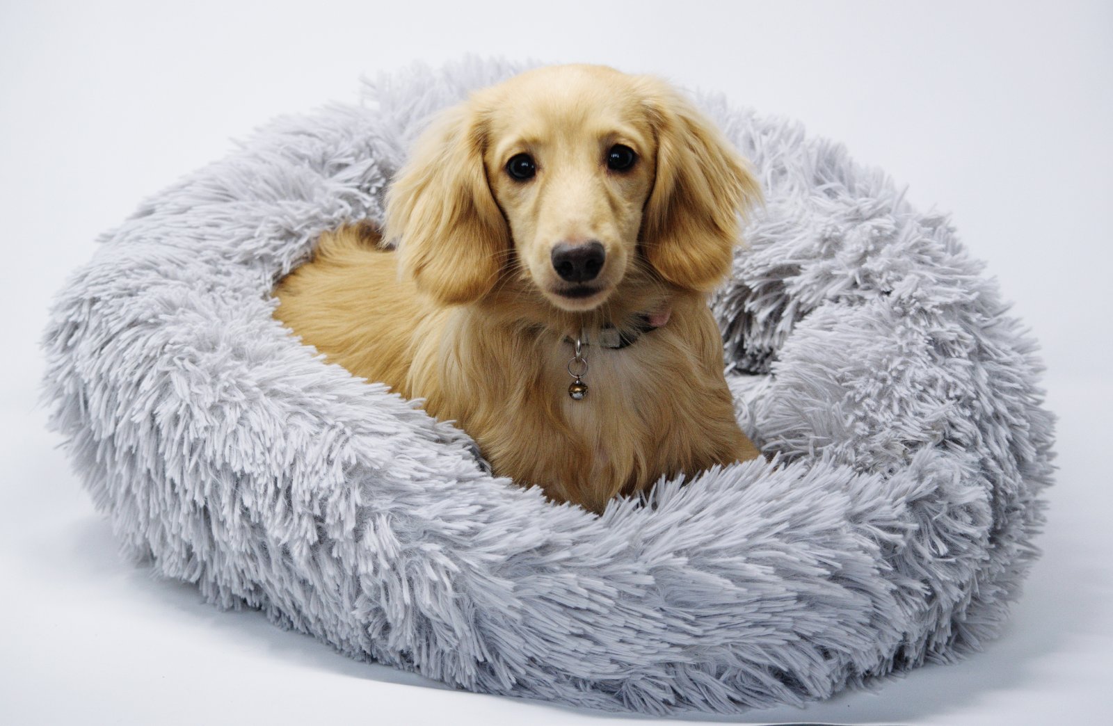 basket dog bed