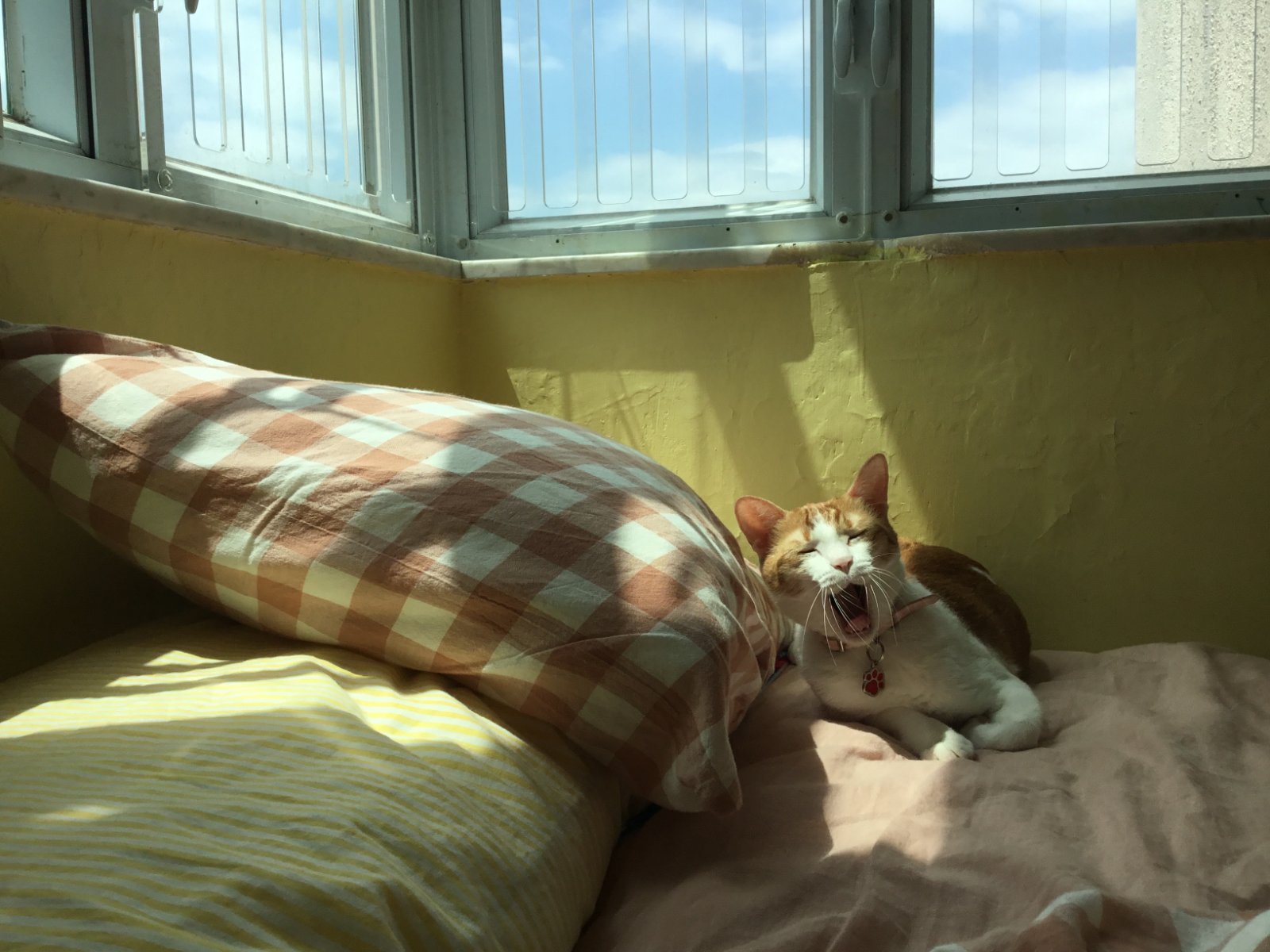 bed with dog bed underneath