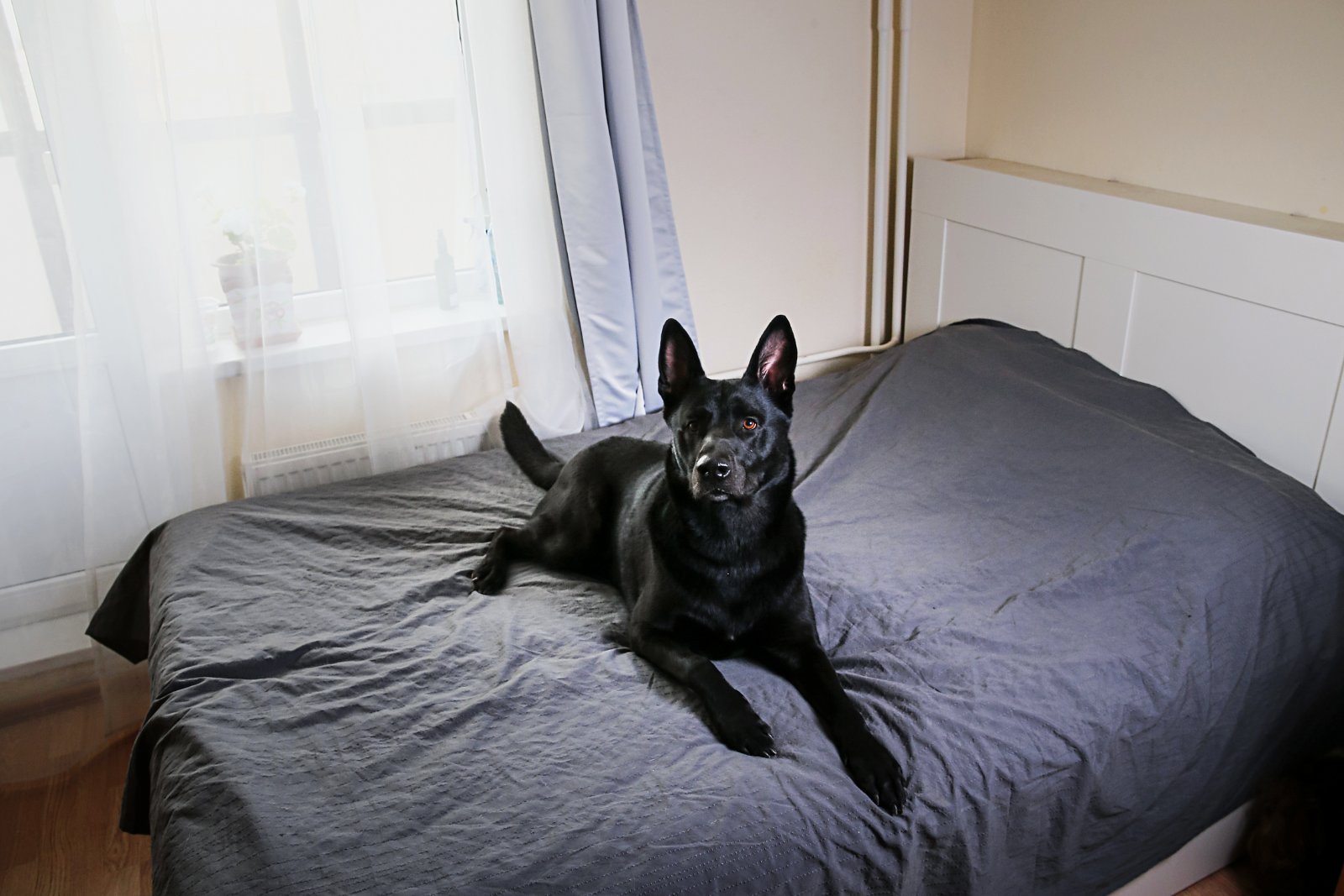 big dog bed