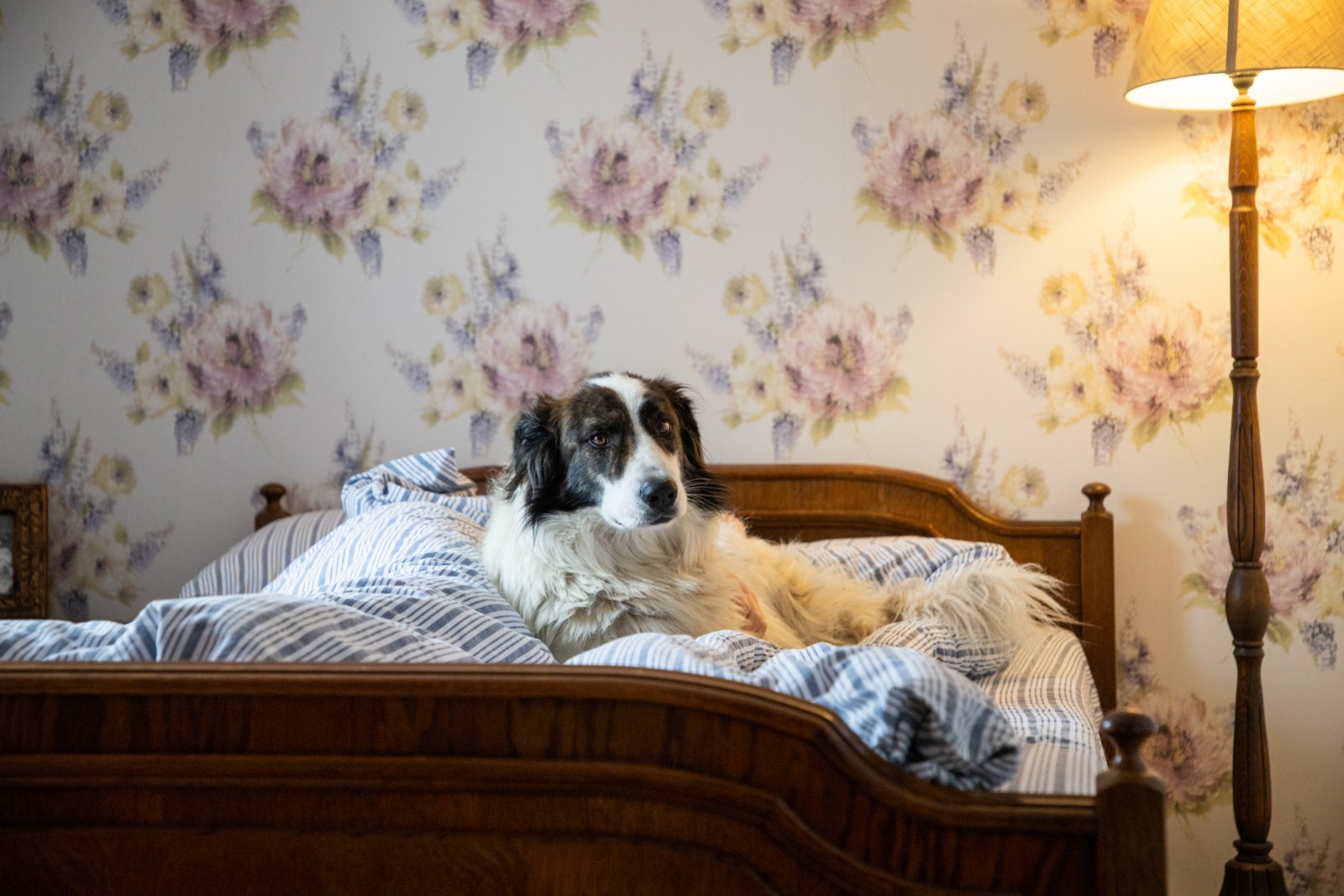 built in dog bed bedroom