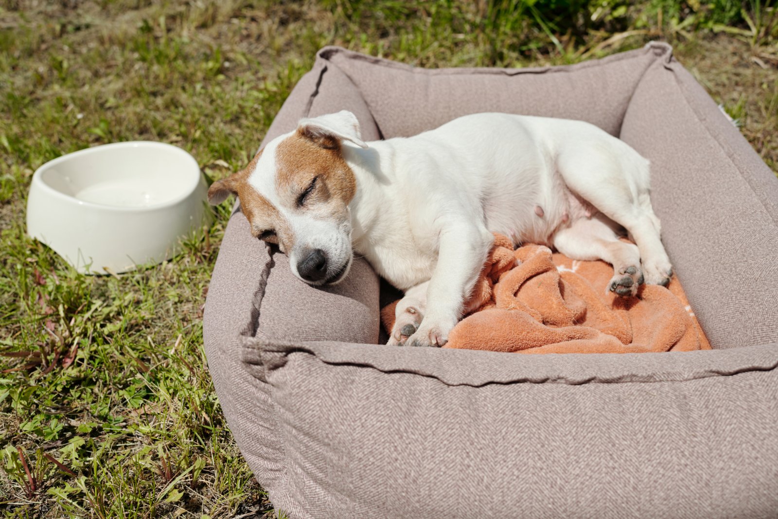 chew proof dog bed diy
