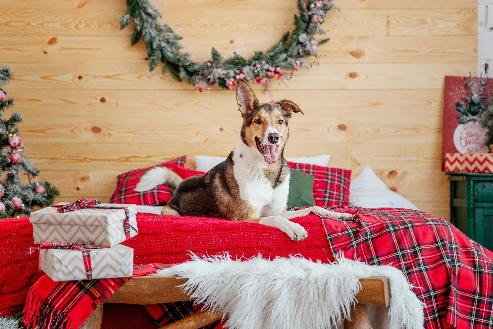 christmas dog bed