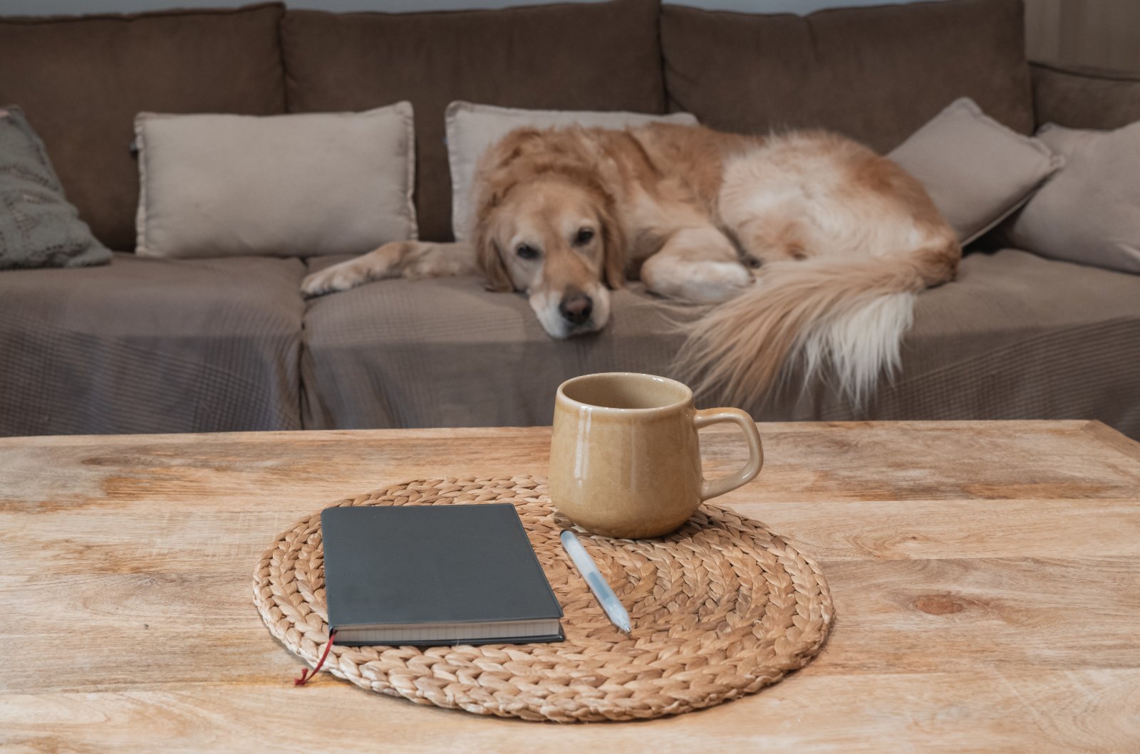 coffee table dog bed