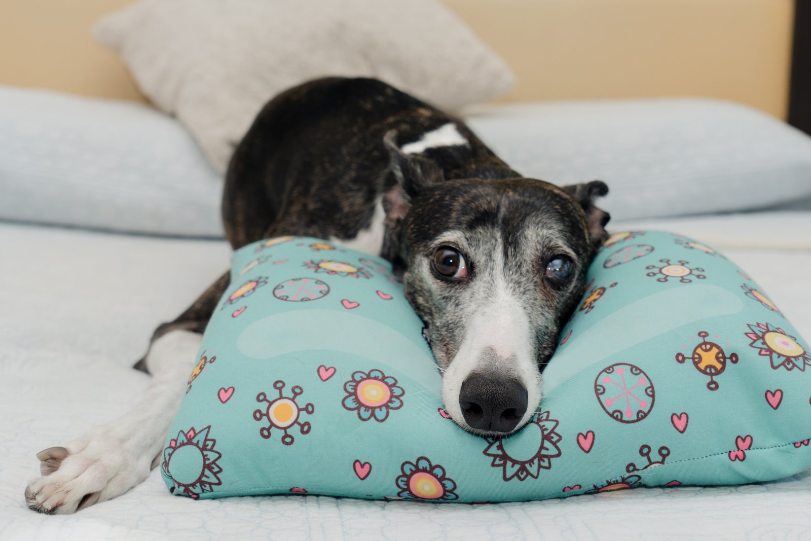 cooling dog bed