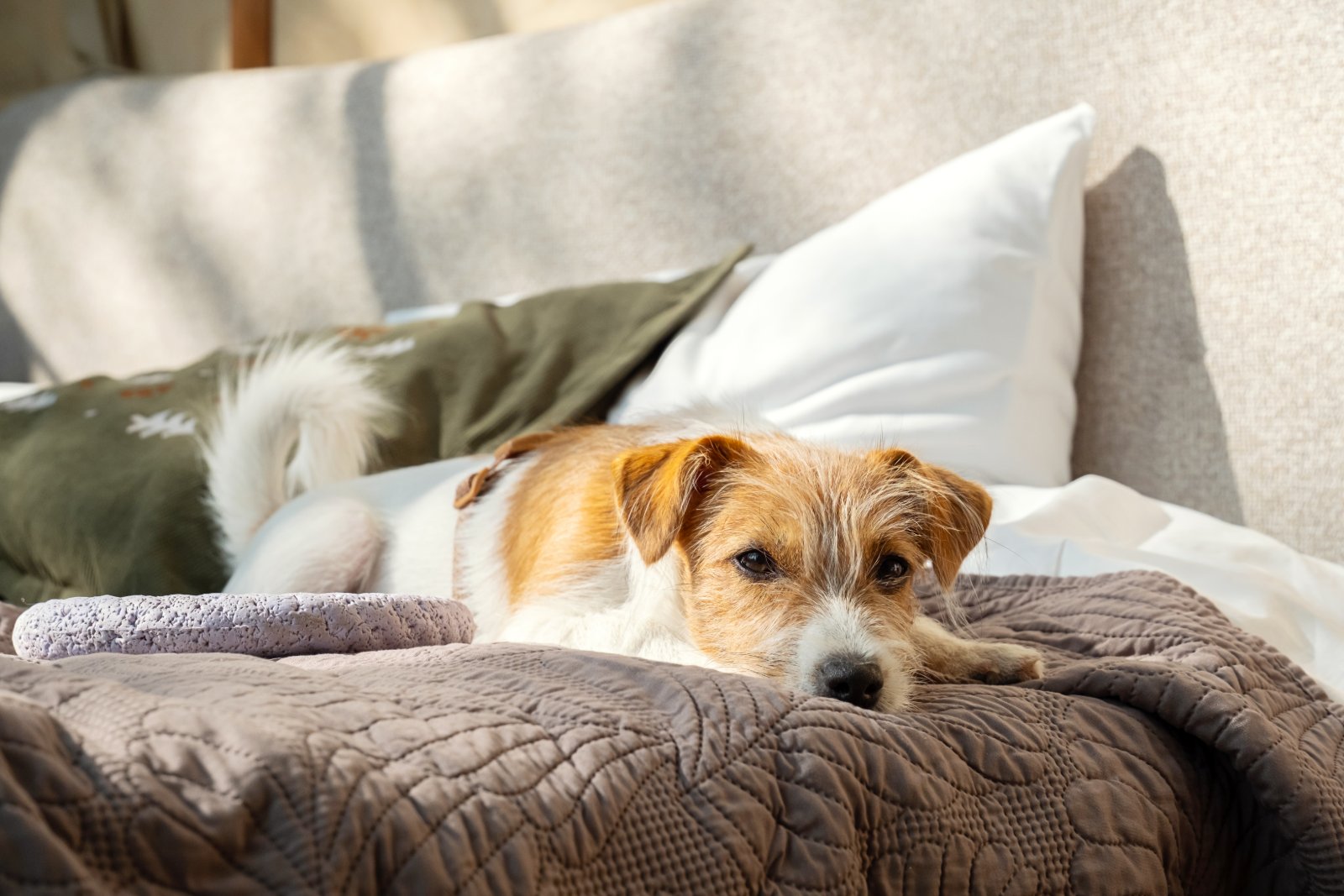 cozy dog bed