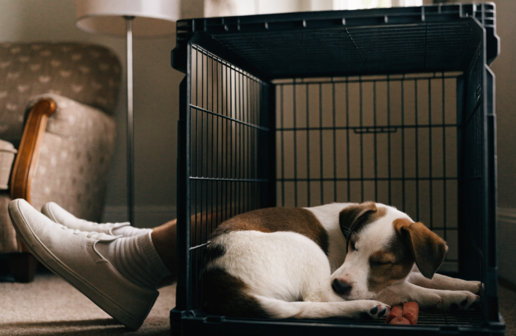 Puppy napping in an open crate during a short stay