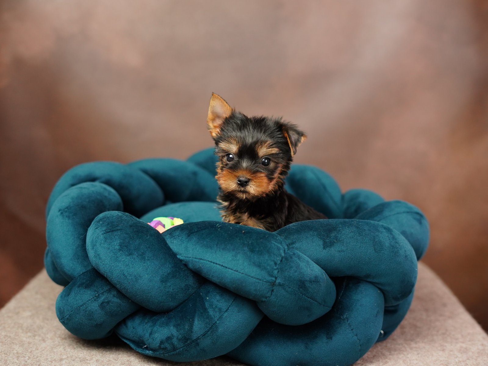 custom dog bed